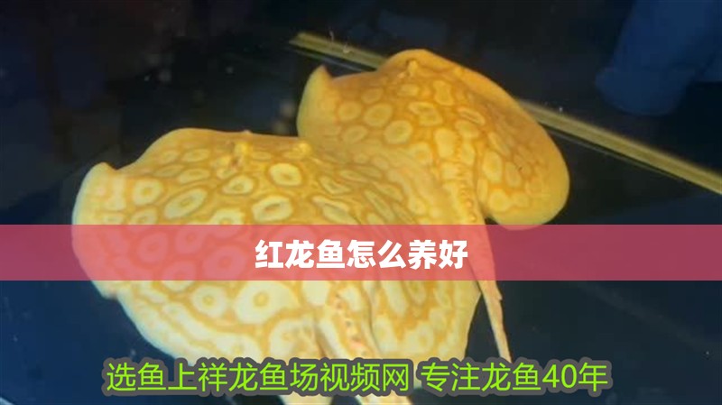 紅龍魚怎么養好