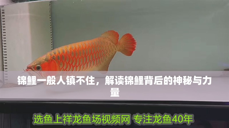 錦鯉一般人鎮(zhèn)不住，解讀錦鯉背后的神秘與力量