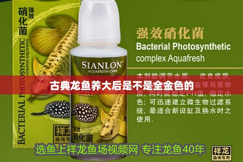 古典龍魚養大后是不是全金色的