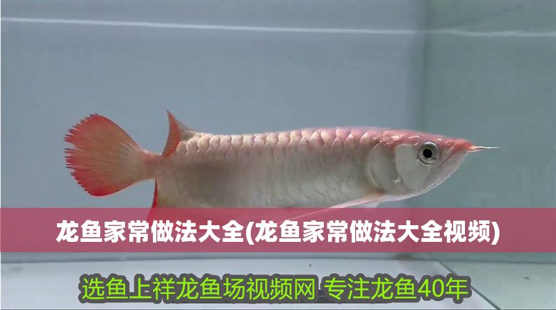 龍魚家常做法大全(龍魚家常做法大全視頻)