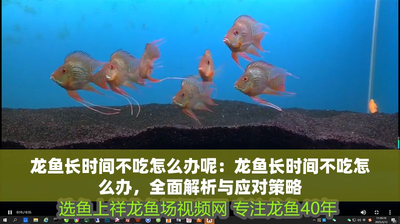 龍魚長時間不吃怎么辦呢：龍魚長時間不吃怎么辦，全面解析與應對策略