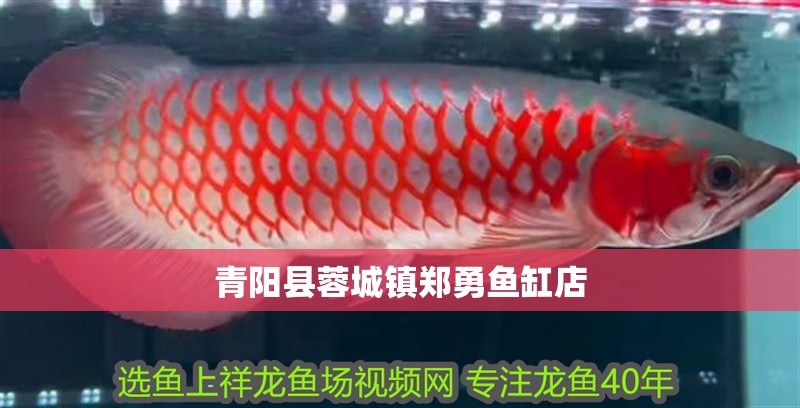 青陽縣蓉城鎮(zhèn)鄭勇魚缸店