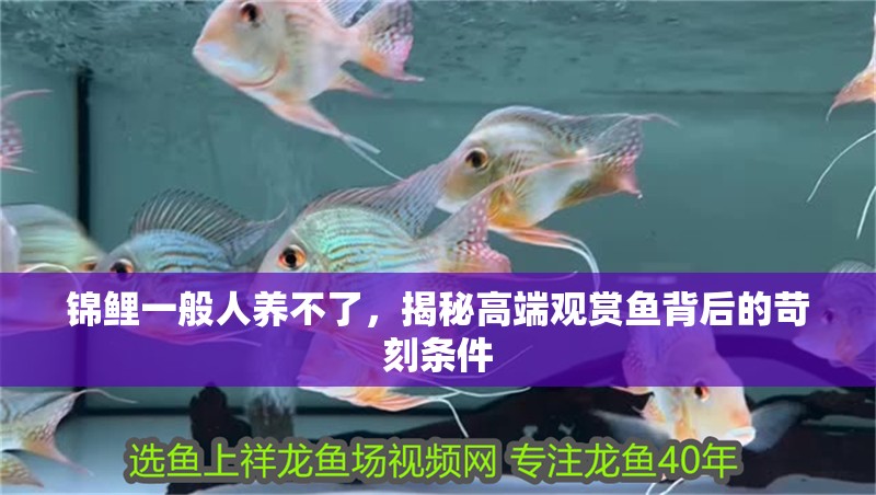 錦鯉一般人養不了，揭秘高端觀賞魚背后的苛刻條件