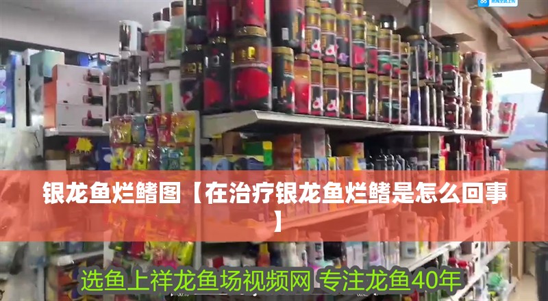 銀龍魚爛鰭圖【在治療銀龍魚爛鰭是怎么回事】