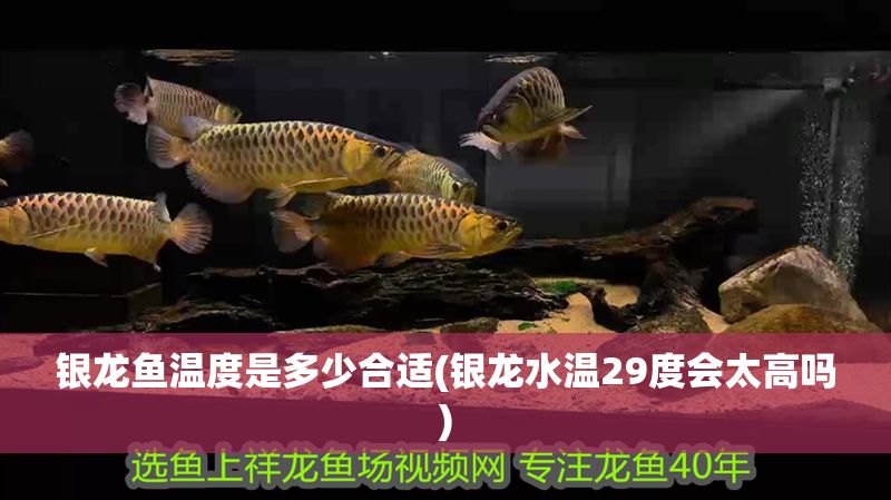 銀龍魚溫度是多少合適(銀龍水溫29度會(huì)太高嗎)