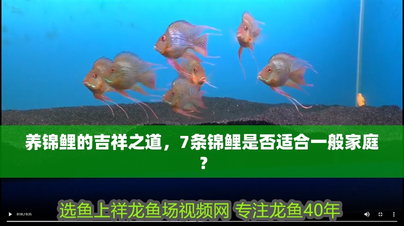 養錦鯉的吉祥之道，7條錦鯉是否適合一般家庭？