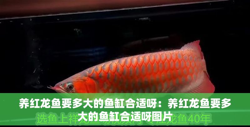 養(yǎng)紅龍魚要多大的魚缸合適呀：養(yǎng)紅龍魚要多大的魚缸合適呀圖片
