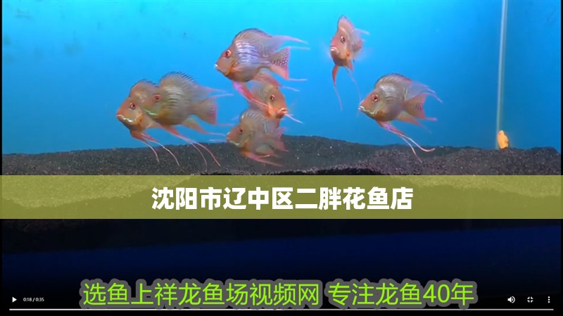 沈陽市遼中區二胖花魚店
