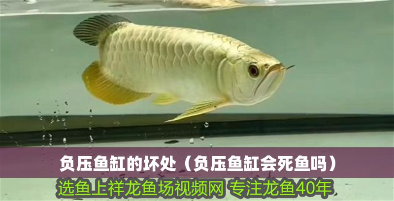 負(fù)壓魚缸的壞處（負(fù)壓魚缸會(huì)死魚嗎） 負(fù)壓魚缸的壞處（負(fù)壓魚缸會(huì)死魚嗎） 龍魚百科 第1張