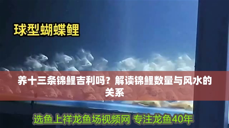 養(yǎng)十三條錦鯉吉利嗎？解讀錦鯉數(shù)量與風(fēng)水的關(guān)系