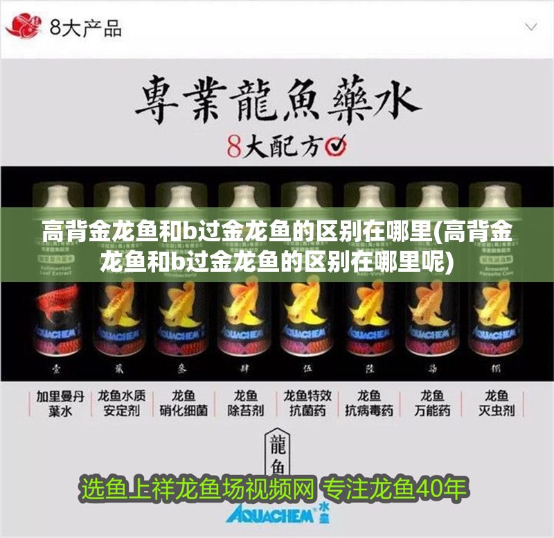 高背金龍魚和b過金龍魚的區別在哪里(高背金龍魚和b過金龍魚的區別在哪里呢)