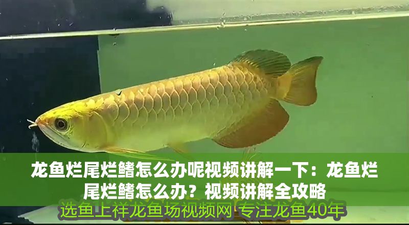龍魚爛尾爛鰭怎么辦呢視頻講解一下：龍魚爛尾爛鰭怎么辦？視頻講解全攻略