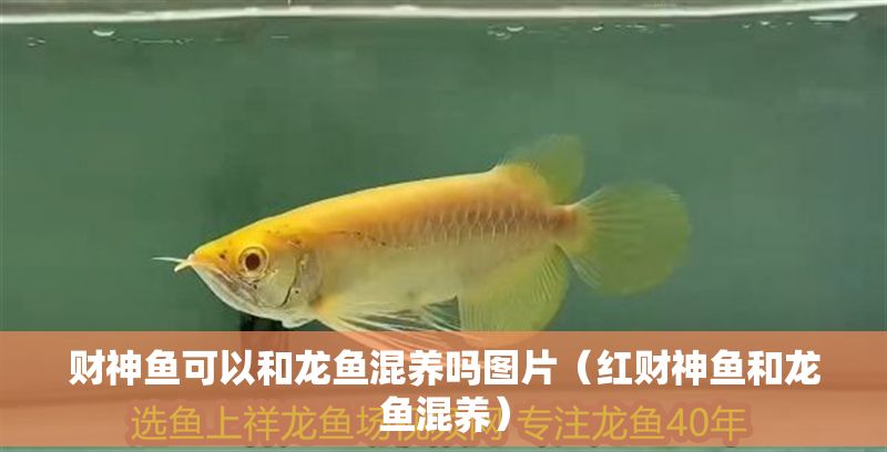 財神魚可以和龍魚混養嗎圖片（紅財神魚和龍魚混養）