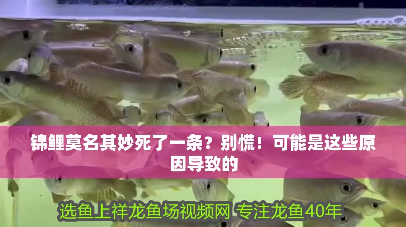 錦鯉莫名其妙死了一條？別慌！可能是這些原因導致的