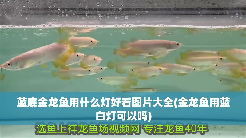 藍底金龍魚用什么燈好看圖片大全(金龍魚用藍白燈可以嗎)