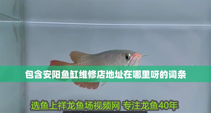 包含安陽魚缸維修店地址在哪里呀的詞條