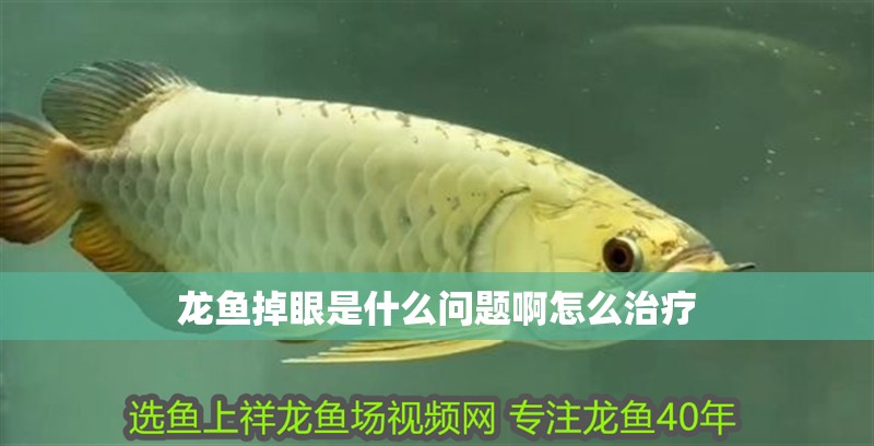 龍魚掉眼是什么問題啊怎么治療
