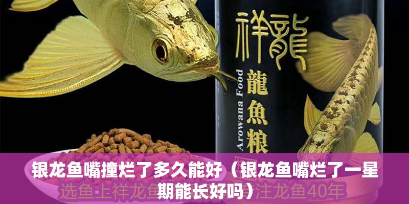 銀龍魚嘴撞爛了多久能好（銀龍魚嘴爛了一星期能長好嗎）