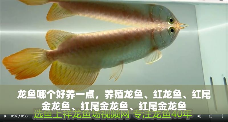 龍魚哪個好養一點，養殖龍魚、紅龍魚、紅尾金龍魚、紅尾金龍魚、紅尾金龍魚