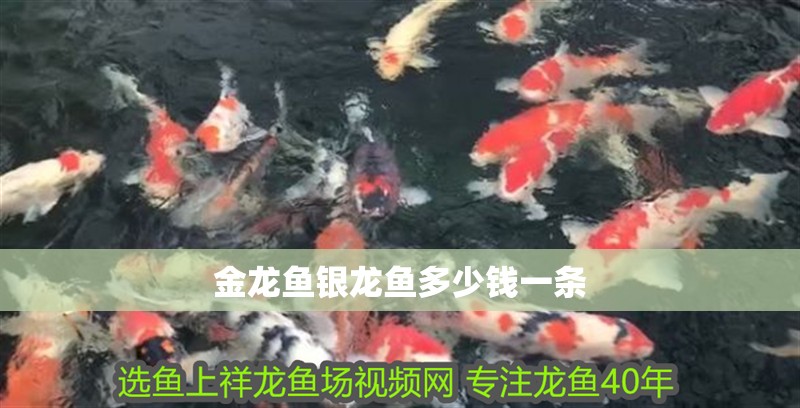 金龍魚銀龍魚多少錢一條