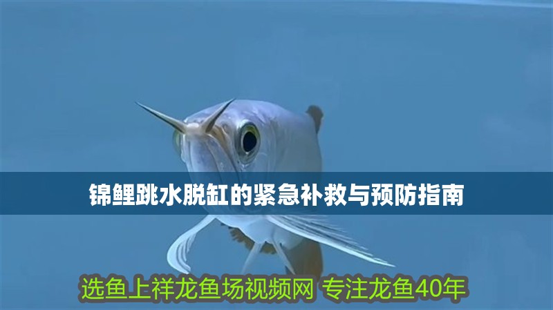 錦鯉跳水脫缸的緊急補(bǔ)救與預(yù)防指南