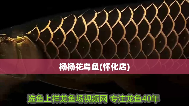 楊楊花鳥魚(懷化店)