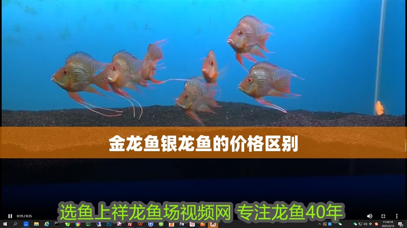 金龍魚銀龍魚的價格區別