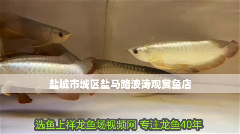 鹽城市城區鹽馬路波濤觀賞魚店