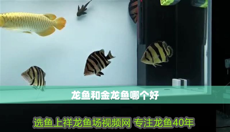 龍魚和金龍魚哪個(gè)好