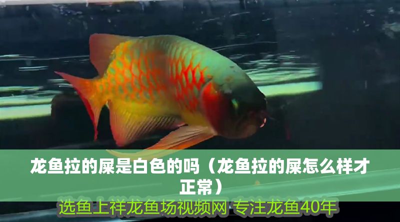 龍魚拉的屎是白色的嗎（龍魚拉的屎怎么樣才正常）