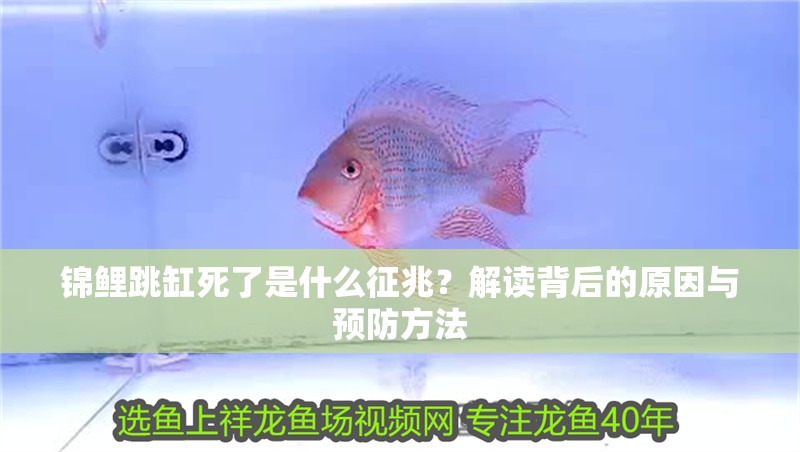 錦鯉跳缸死了是什么征兆？解讀背后的原因與預(yù)防方法 錦鯉跳缸死了是什么征兆？解讀背后的原因與預(yù)防方法 龍魚百科 第1張