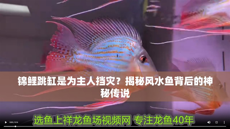 錦鯉跳缸是為主人擋災(zāi)？揭秘風(fēng)水魚背后的神秘傳說 錦鯉跳缸是為主人擋災(zāi)？揭秘風(fēng)水魚背后的神秘傳說 龍魚百科 第1張