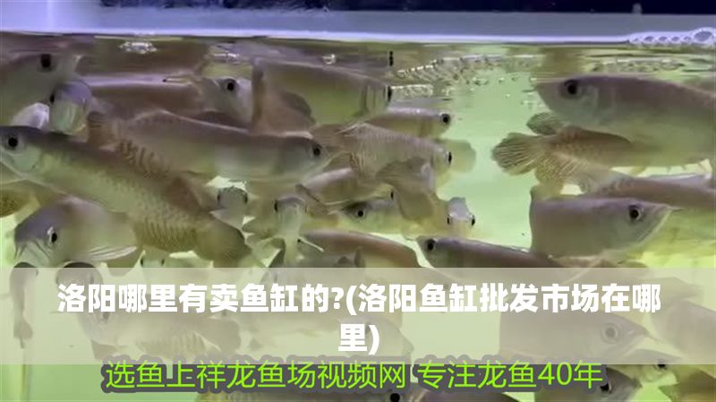 洛陽哪里有賣魚缸的?(洛陽魚缸批發市場在哪里)