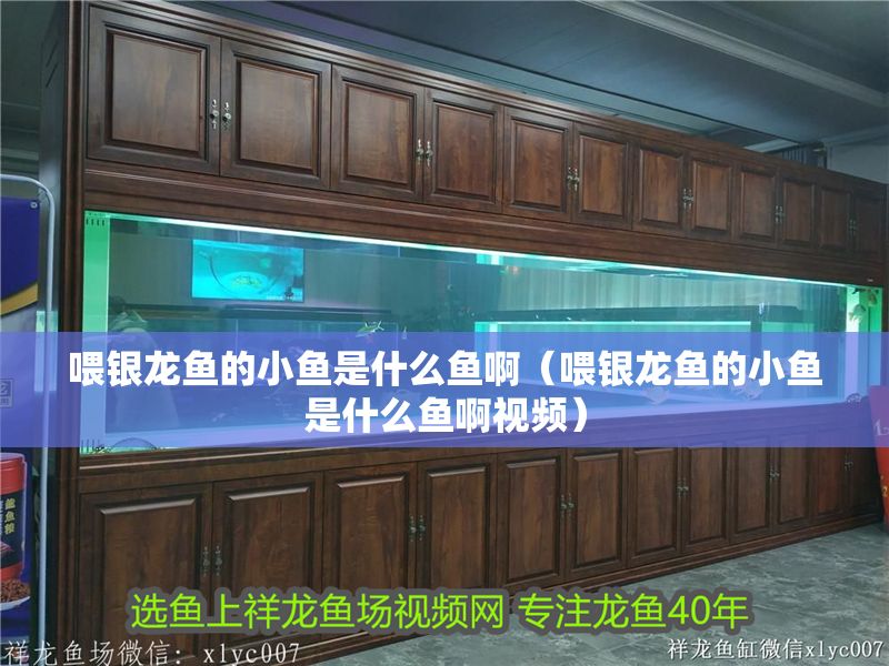喂銀龍魚的小魚是什么魚?。ㄎ广y龍魚的小魚是什么魚啊視頻）