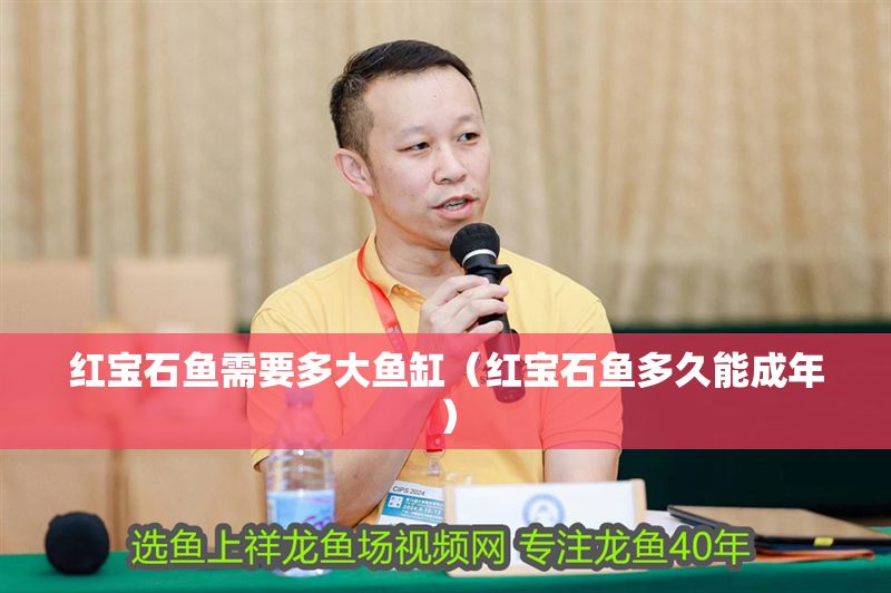 紅寶石魚需要多大魚缸（紅寶石魚多久能成年） 紅寶石魚需要多大魚缸（紅寶石魚多久能成年） 龍魚百科 第1張