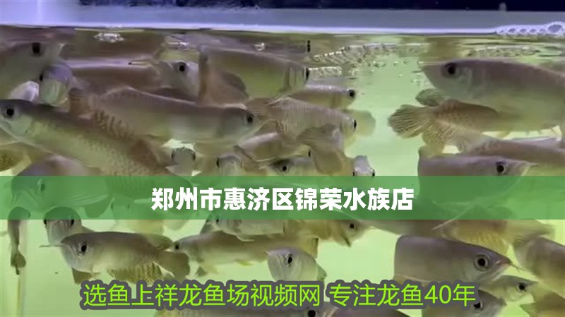鄭州市惠濟(jì)區(qū)錦榮水族店