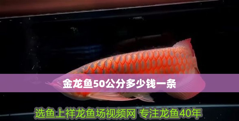 金龍魚50公分多少錢一條 金龍魚50公分多少錢一條 龍魚百科 第1張
