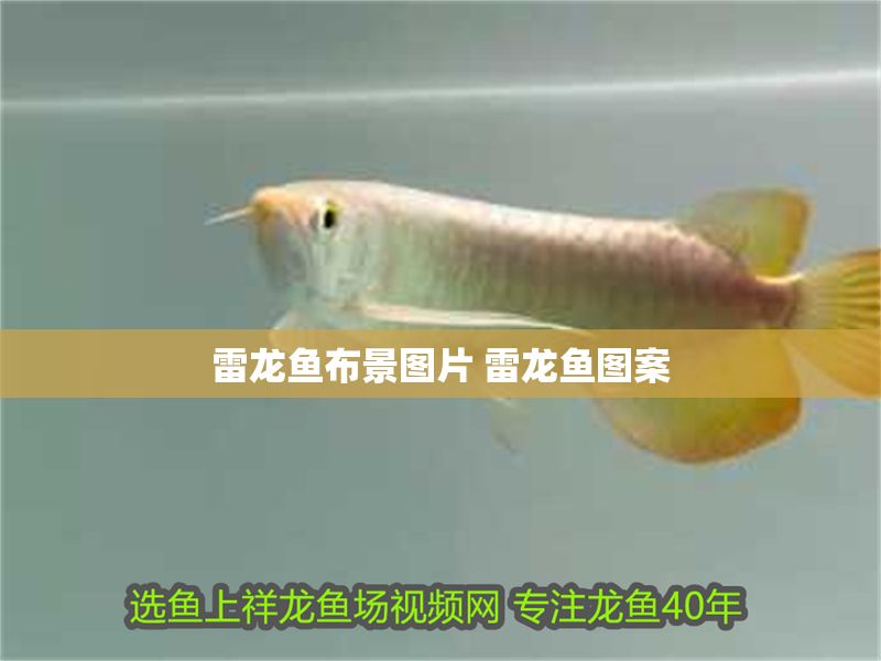 雷龍魚布景圖片 雷龍魚圖案