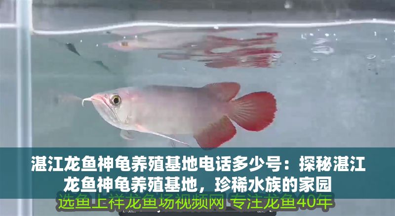 湛江龍魚(yú)神龜養(yǎng)殖基地電話多少號(hào)：探秘湛江龍魚(yú)神龜養(yǎng)殖基地，珍稀水族的家園