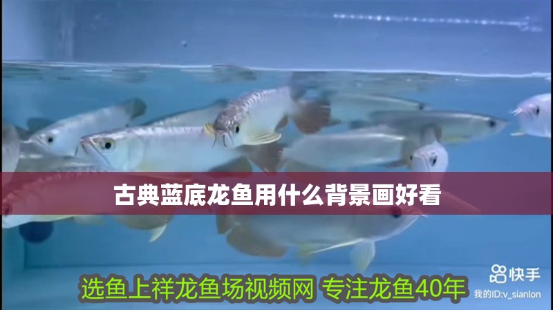 古典藍(lán)底龍魚用什么背景畫好看