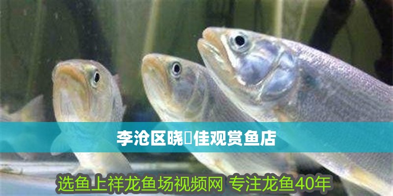 李滄區(qū)曉嫚佳觀賞魚店