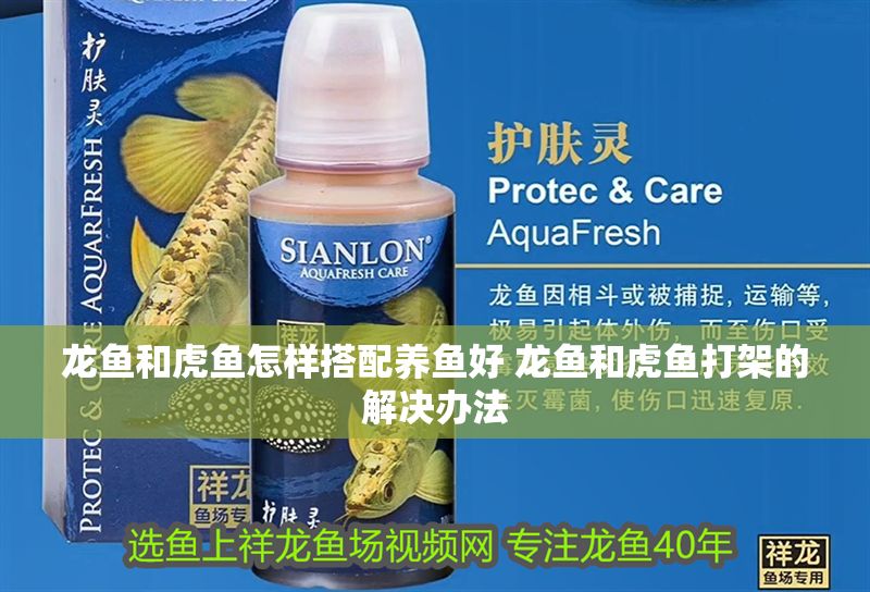 龍魚和虎魚怎樣搭配養魚好 龍魚和虎魚打架的解決辦法