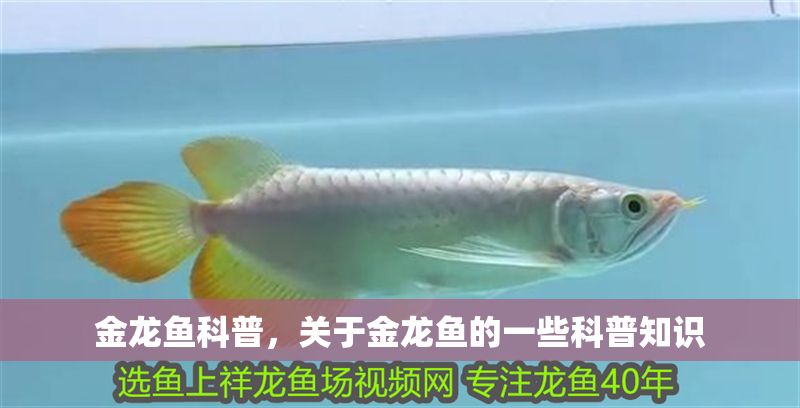 金龍魚科普，關于金龍魚的一些科普知識