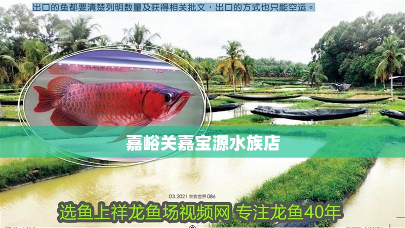 嘉峪關嘉寶源水族店