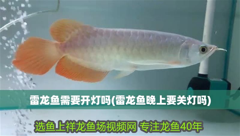 雷龍魚需要開燈嗎(雷龍魚晚上要關燈嗎)