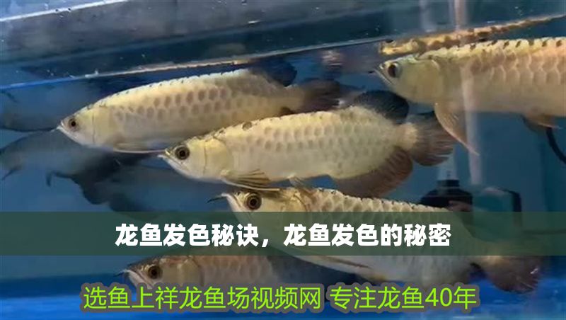 龍魚發色秘訣，龍魚發色的秘密