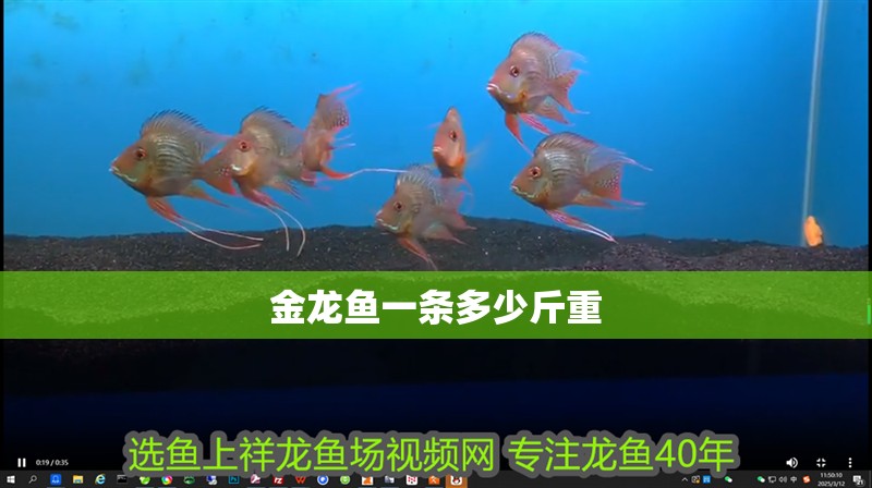 金龍魚一條多少斤重