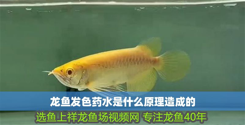 龍魚(yú)發(fā)色藥水是什么原理造成的