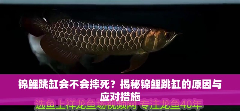 錦鯉跳缸會不會摔死？揭秘錦鯉跳缸的原因與應對措施