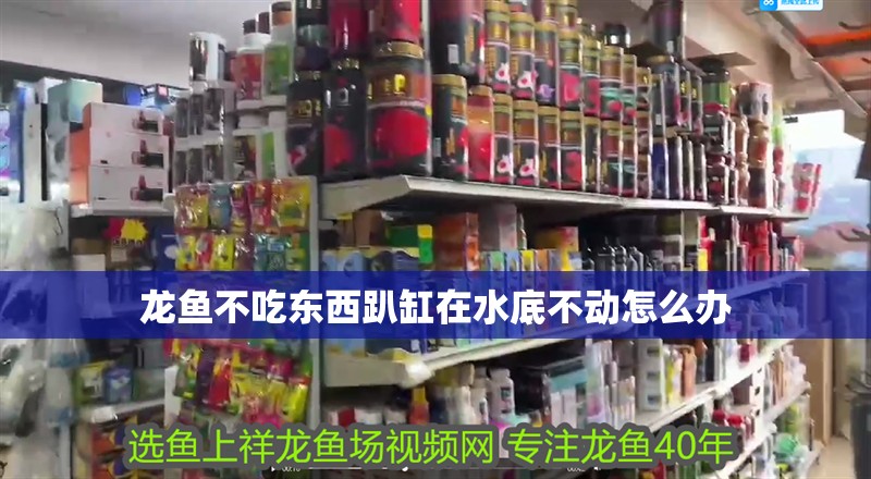 龍魚不吃東西趴缸在水底不動怎么辦